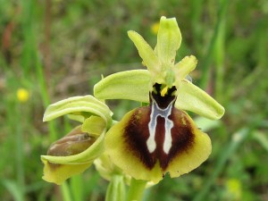 ophrys_aesculapii