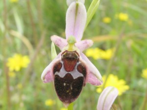 ophrys_argolica_x_oestrifera