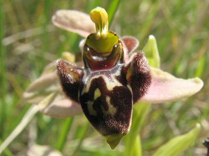 ophrys bombyliflora x oestrifera