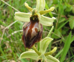ophrys cephalonica