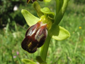 ophrys_fusca_ssp_calocaerina