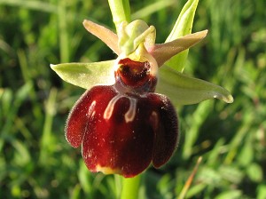Ophrys attica x helenae