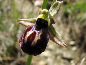 ophrys_mammosa_ssp_ustulata