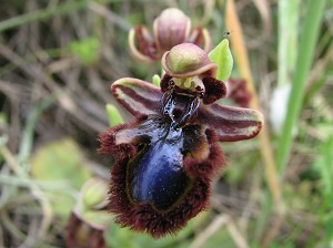 ophrys_speculum