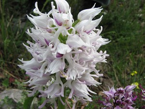 orchis_simia_weiss