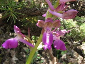 orchis_spitzelii_x_provinciales
