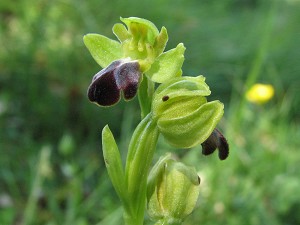 ophrys funerea