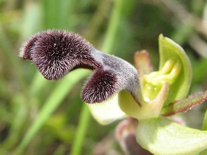 ophrys fusca ssp fleischmannii