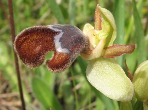 ophrys fusca ssp omegaifera