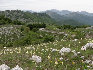 Cervano-pass