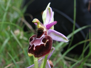 ophrys pollinensis