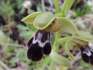 ophrys_fusca_ssp_dyris1