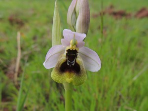 Ophrys tenthredinifera var ficalhoana