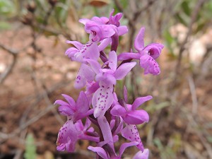 orchis_olbiensis