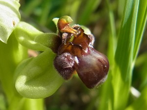 19ophrys_bombyliflora