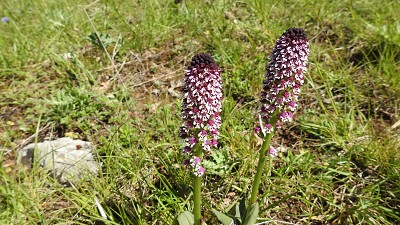 30neotinea ustulata x orchis purpurea
