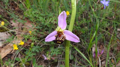 37ophrys apifera