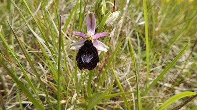 39ophrys aurelia