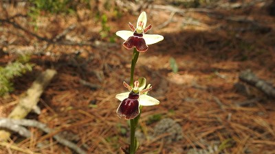 51ophrys insectifera x araneola