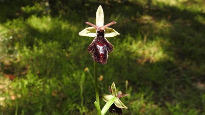 52ophrys insectifera x drumana