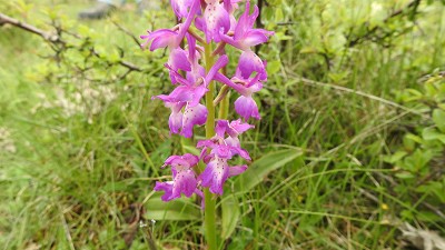 69orchis mascula