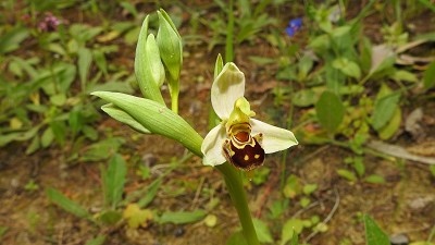 45ophrys apifera