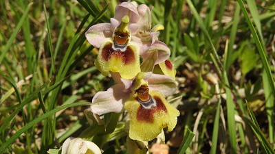 Ophrys tenthredinifera ssp grandiflora