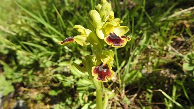 54ophrys archimedea