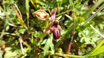 80ophrys lunulata x incubacea