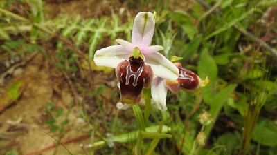 Ophrys lunulata x oxyrrhynchos