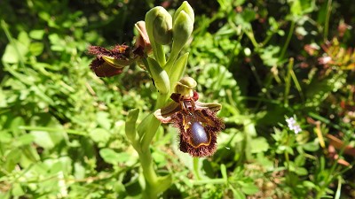 85ophrys speculum