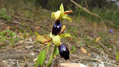 Ophrys_atlantica