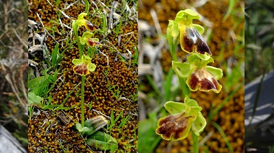 Ophrys_bilunulata_x_lutea