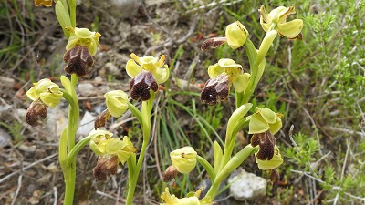 Ophrys_malacinata