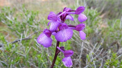 Orchis_champagneuxii_x_papilionacea