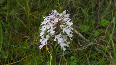 Orchis_conica