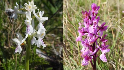 Orchis_olbiensis