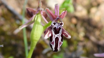 ophrys_cretica