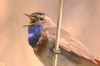 Blaukehlchen