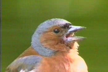 Buchfink