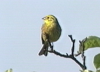 Goldammer