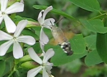 Taubenschw&auml;nzchen