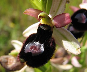 obertoloniiformes-hybrid.jpg