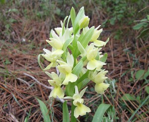 Dactylorhiza romana