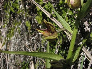 Epipactis veratrifolia