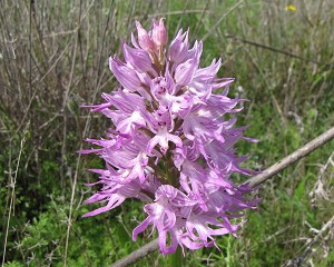 Orchis italica