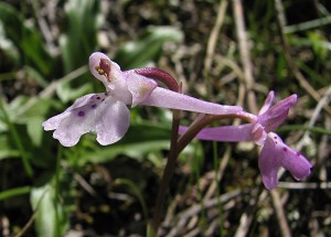 Orchis anatolica