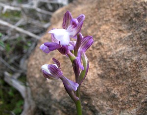 Orchis syriacus