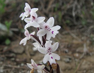 Orchis sezikiana