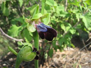 Ophrys iricolor